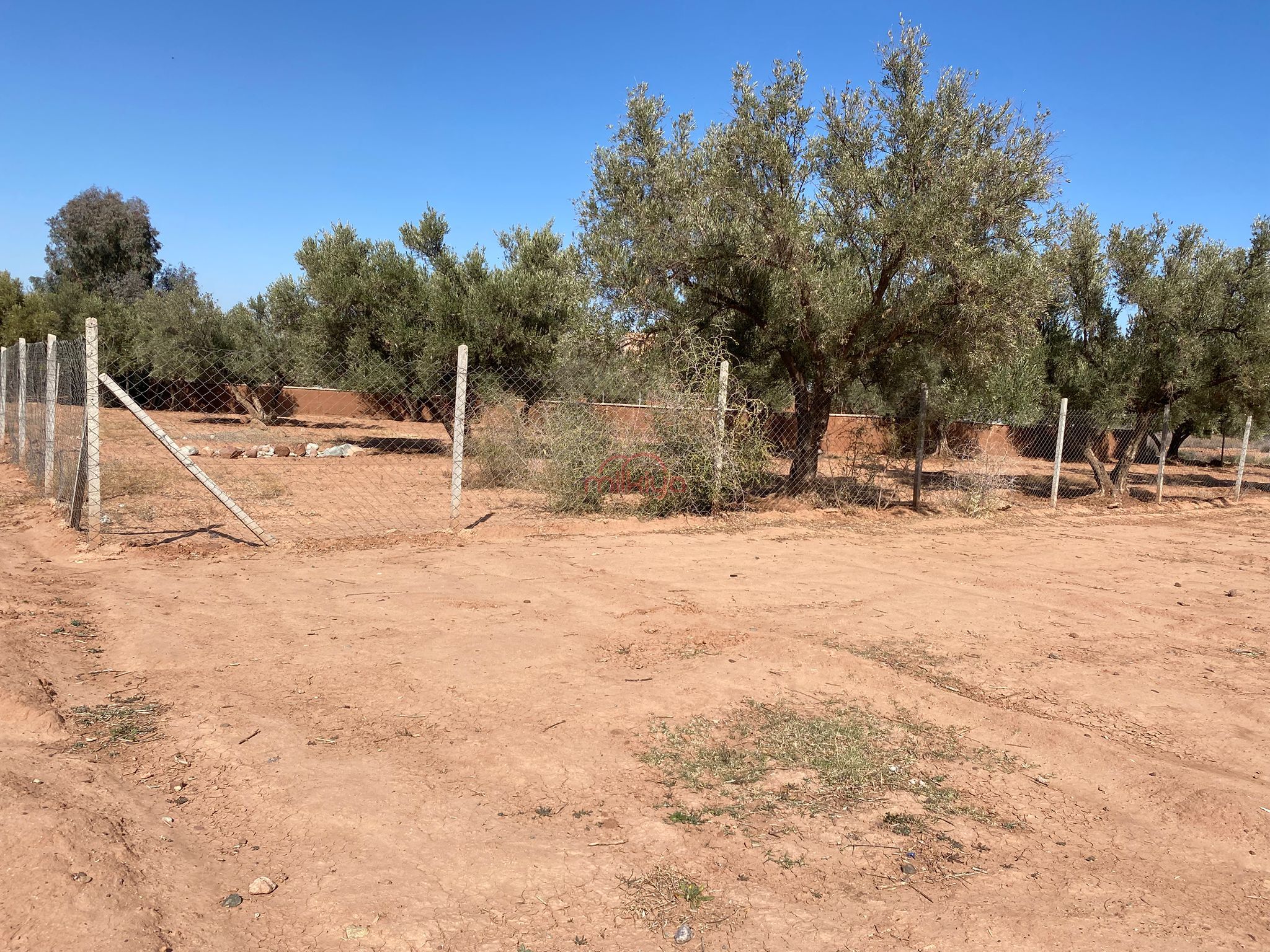 Terrain 1000 m² à Route de Sidi A. Ghiat — 2