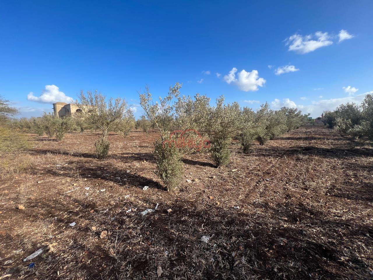 Vente Terrain agricole à Mediouna — 5
