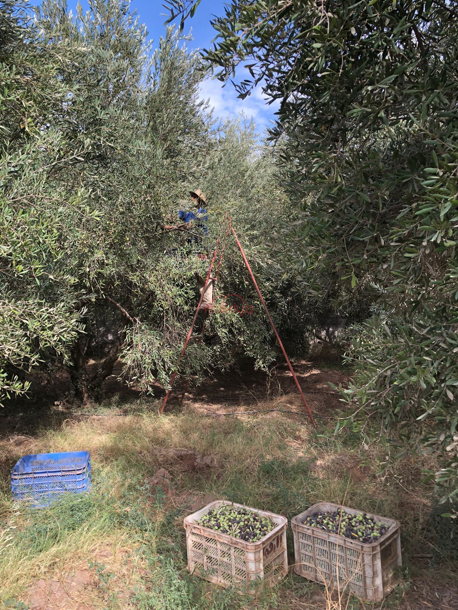 Vente Ferme à Marrakech — 2