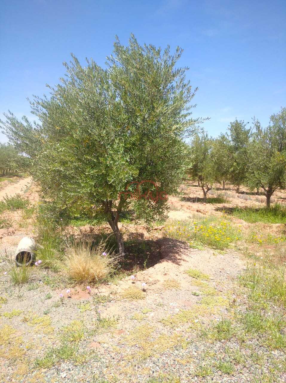 Terrain 20600 m² à Sidi Abdellah Ghiat — 8