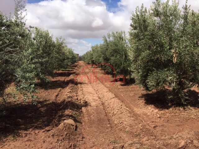Vente Ferme à Marrakech