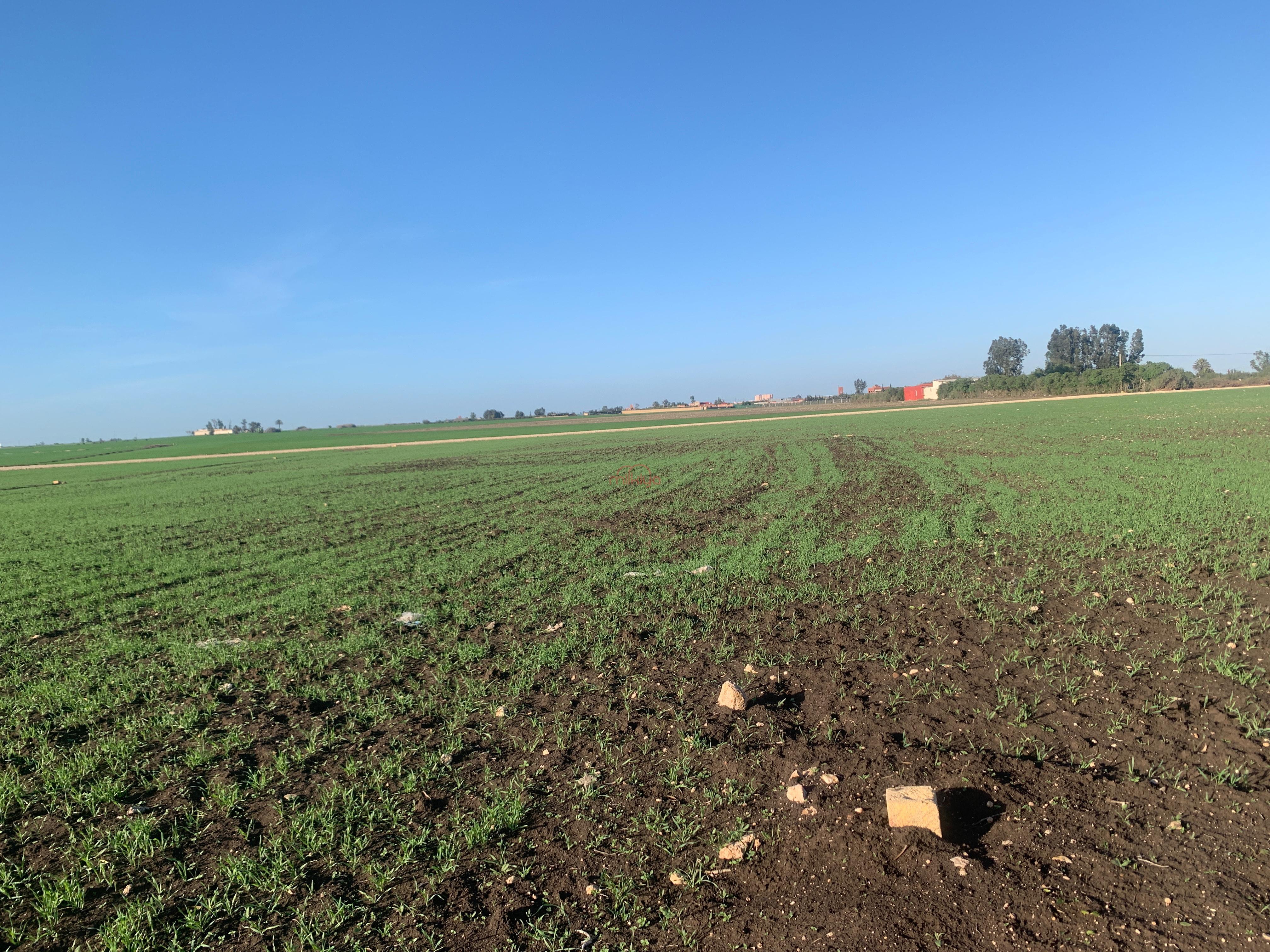 Vente Terrain agricole à Berrechid