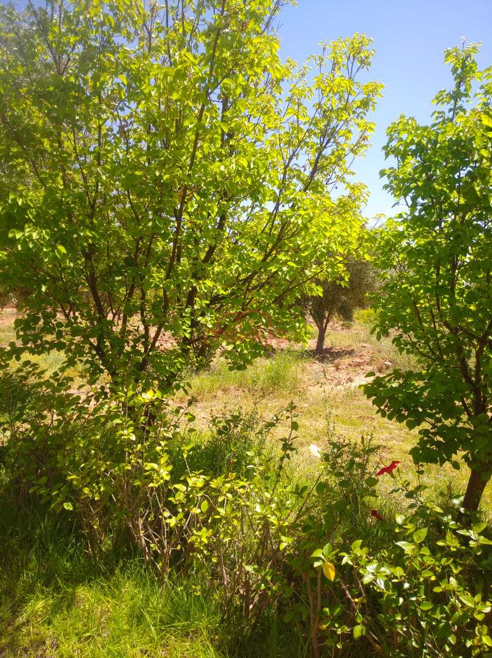 Vente Ferme à Marrakech — 2