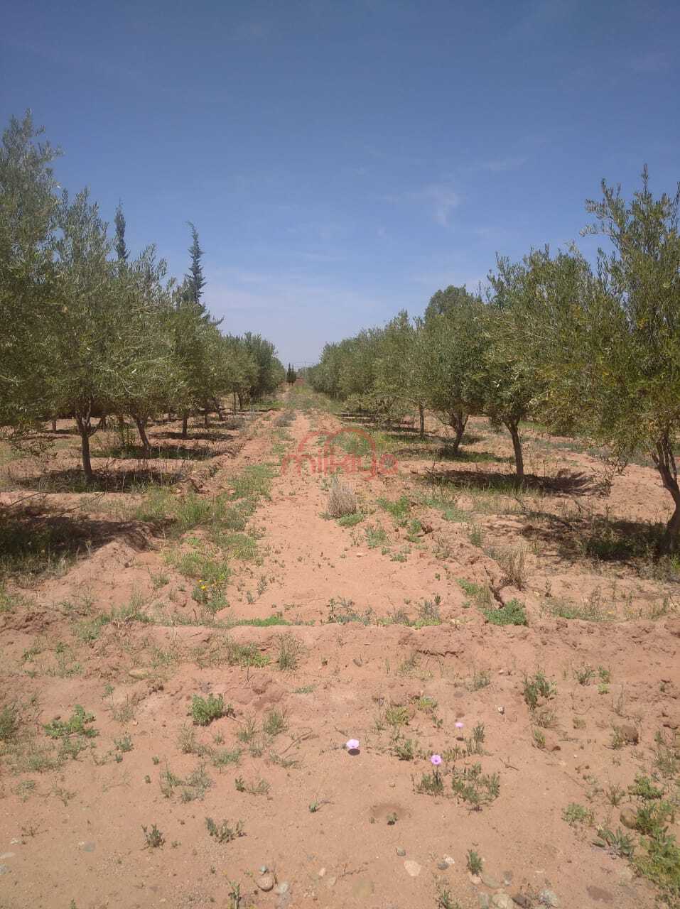 Terrain 20600 m² à Sidi Abdellah Ghiat — 7
