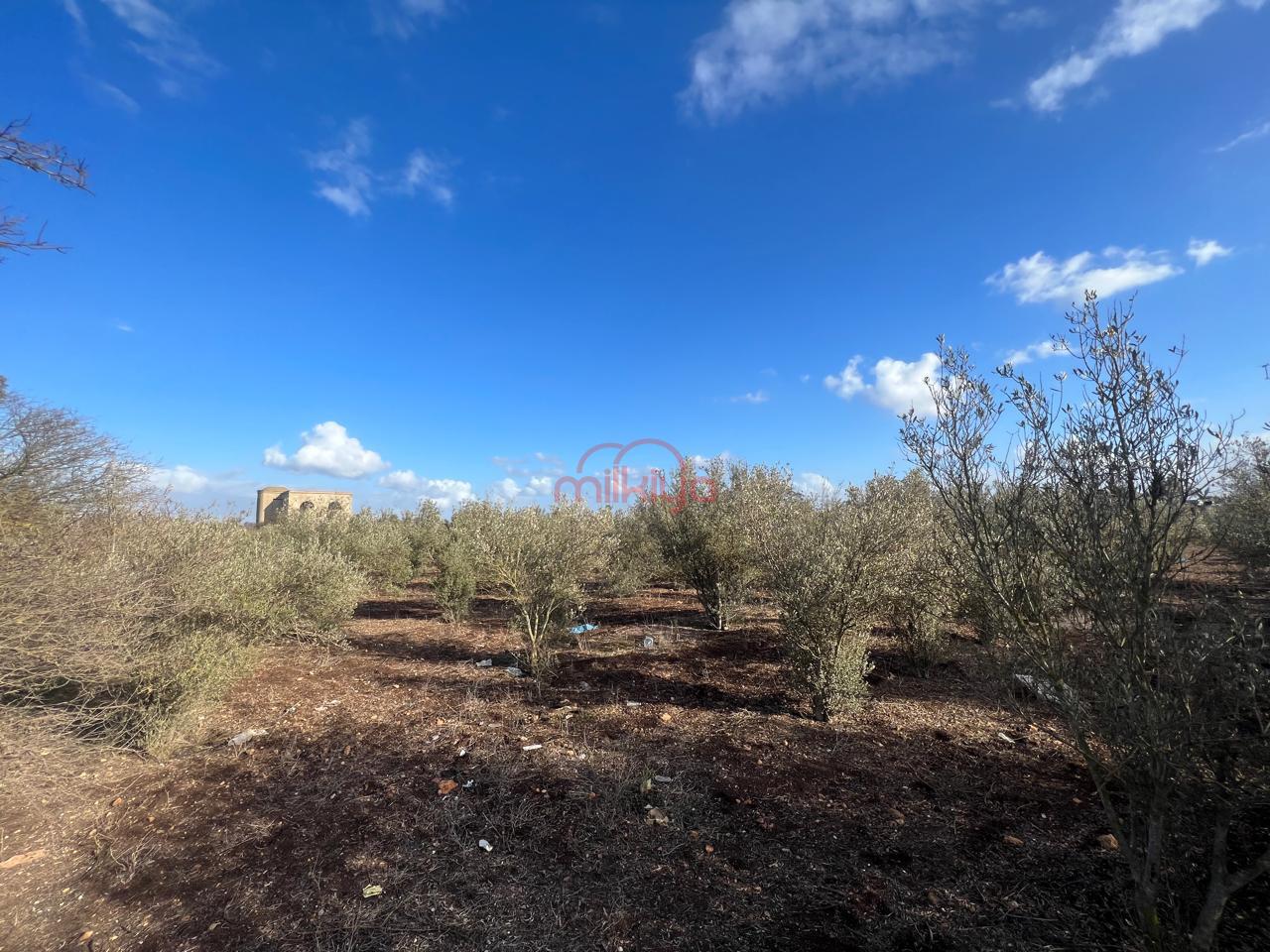 Vente Terrain agricole à Mediouna — 6