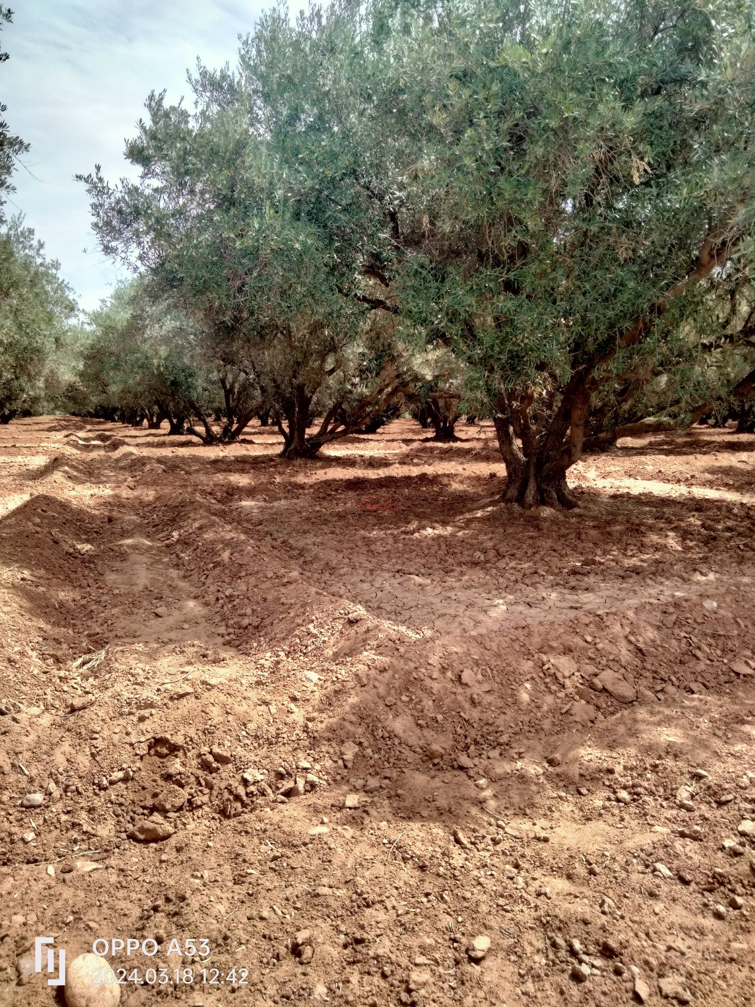 منزل/مزرعة للبيع بمنطقة مزرعة/زراعية كبيرة بمساحة 260000 م² بمراكش.